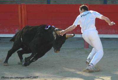 course camarguaise